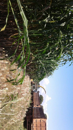 Imagem Fazenda à Venda, 831 m² em Setor Central - São Miguel Do Tocantins Imagem Fazenda à Venda, 831 m² em Setor Central - São Miguel Do Tocantins