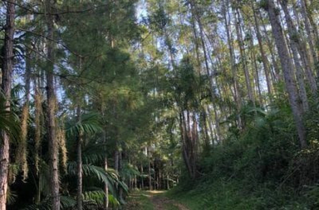 Imagem Fazenda à Venda, 20.000 m² em Pomeranos - Rio Dos Cedros Imagem Fazenda à Venda, 20.000 m² em Pomeranos - Rio Dos Cedros