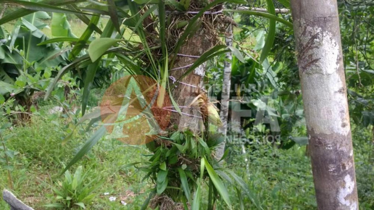 Imagem Terreno à Venda, 31.000 m² em Buru - Salto