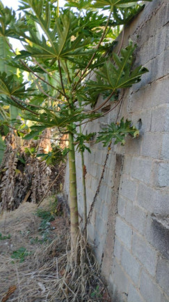 Imagem Imóvel com 3 Quartos à Venda, 2.100 m² em Boa Vista Dos Silva - Bragança Paulista Imagem Imóvel com 3 Quartos à Venda, 2.100 m² em Boa Vista Dos Silva - Bragança Paulista