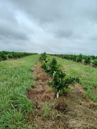 Imagem Fazenda à Venda, 181 m² em Rural - Araraquara Imagem Fazenda à Venda, 181 m² em Rural - Araraquara