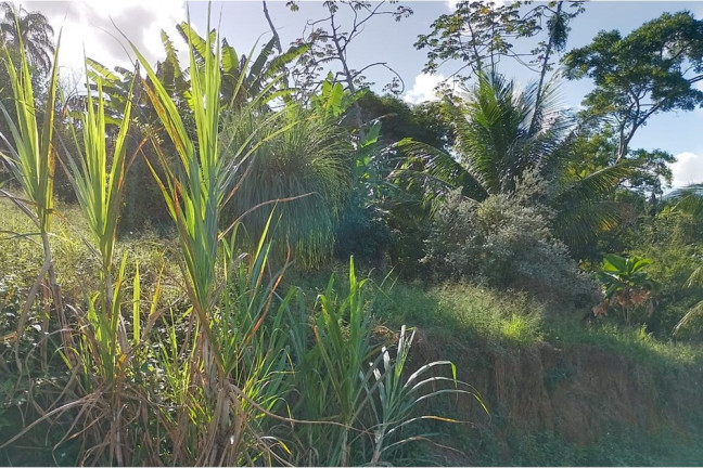 Imagem Terreno à Venda, 2.729 m² em Guaratiba - Rio De Janeiro Imagem Terreno à Venda, 2.729 m² em Guaratiba - Rio De Janeiro