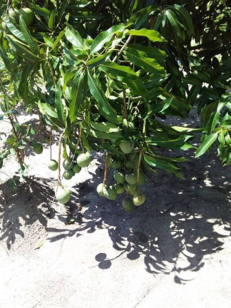 Imagem Chácara com 2 Quartos à Venda, 1 m² em Araçoiaba Da Serra