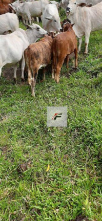 Imagem Fazenda à Venda, 1.149.500 m² em Bairro Rural - Manoel Ribas Imagem Fazenda à Venda, 1.149.500 m² em Bairro Rural - Manoel Ribas