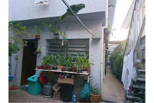 Imagem Casa com 4 Quartos à Venda,  em Vila Mascote - São Paulo
