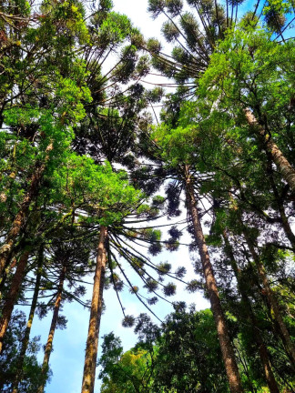 Imagem Chácara com 1 Quarto à Venda, 6.050 m² em Jardim Bela Vista - Balsa Nova Imagem Chácara com 1 Quarto à Venda, 6.050 m² em Jardim Bela Vista - Balsa Nova