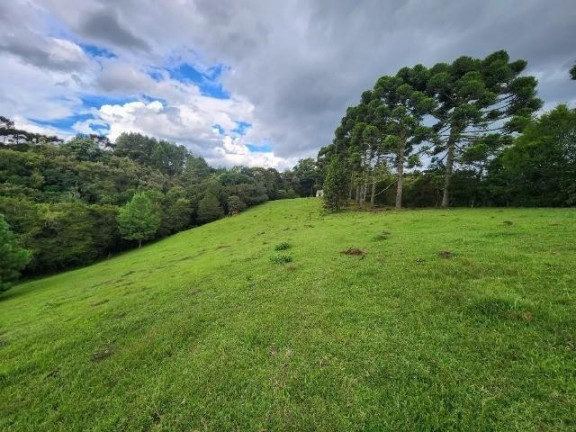 Imagem Imóvel com 3 Quartos à Venda, 51.000 m² em Campo Largo Da Roseira - São José Dos Pinhais