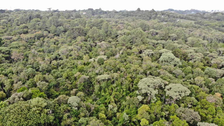 Imagem Terreno à Venda, 19.600 m² em Colônia Faria - Colombo Imagem Terreno à Venda, 19.600 m² em Colônia Faria - Colombo
