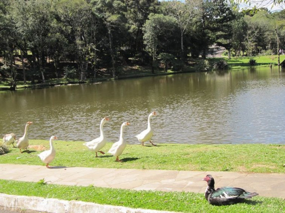 Imagem Terreno à Venda, 1.900 m² em Centro - Gramado Imagem Terreno à Venda, 1.900 m² em Centro - Gramado