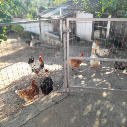 Imagem Casa com 3 Quartos à Venda, 130 m² em Cruzeiro Do Sul - Taquara Imagem Casa com 3 Quartos à Venda, 130 m² em Cruzeiro Do Sul - Taquara