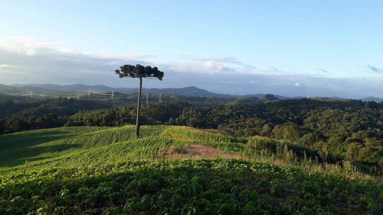 Imagem Chácara com 3 Quartos à Venda, 129 m² em Centro - Campo Largo