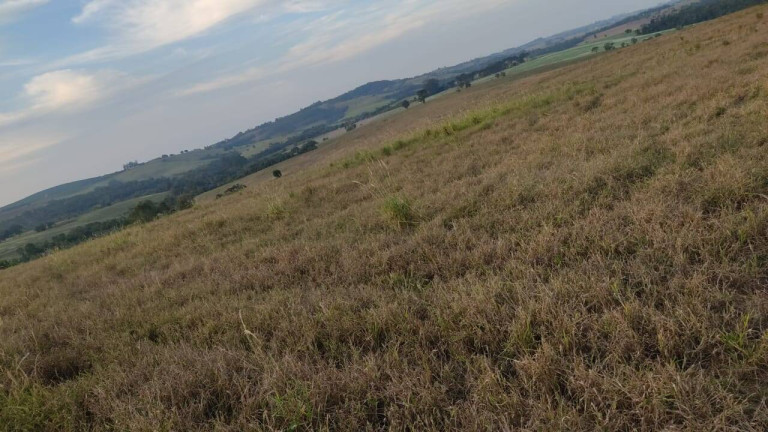 Imagem Fazenda à Venda, 1 m² em Morro Alto - Itapetininga Imagem Fazenda à Venda, 1 m² em Morro Alto - Itapetininga
