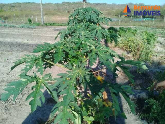 Imagem Fazenda à Venda, 1.485 m² em Passagem Do Franco - Cascavel Imagem Fazenda à Venda, 1.485 m² em Passagem Do Franco - Cascavel