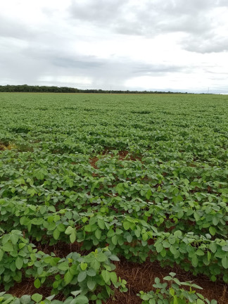 Imagem Imóvel à Venda, 182 m² em área Rural De Três Lagoas - Três Lagoas Imagem Imóvel à Venda, 182 m² em área Rural De Três Lagoas - Três Lagoas