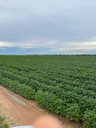 Imagem Fazenda à Venda, 2.850 m² em Alto Araguaia Imagem Fazenda à Venda, 2.850 m² em Alto Araguaia