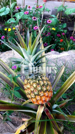 Imagem Fazenda à Venda, 1.500 m² em Fábrica - São Luiz Do Paraitinga
