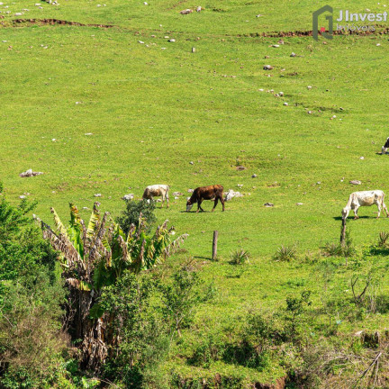 Imóvel com 3 Quartos à Venda, 150.000 m² em Zona Rural - Faxinal Do Soturno
