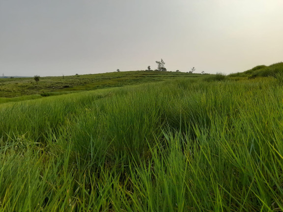 Imagem Chácara à Venda, 70.000 m² em Mariluz - Mariluz Imagem Chácara à Venda, 70.000 m² em Mariluz - Mariluz
