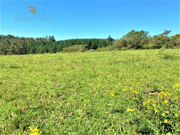 Imagem Chácara à Venda, 5.000 m² em Fiuza - Viamão Imagem Chácara à Venda, 5.000 m² em Fiuza - Viamão