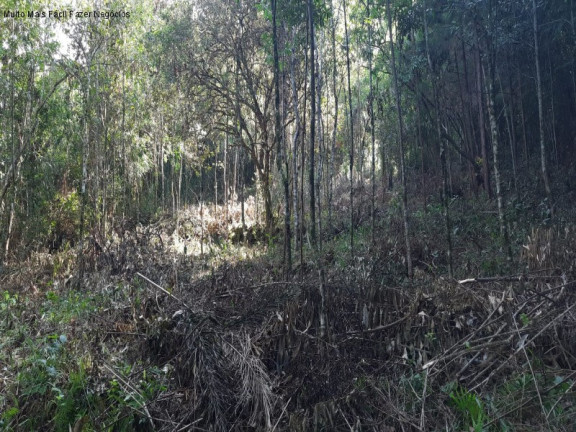 Imagem Terreno à Venda, em Lageana - Gramado Imagem Terreno à Venda, em Lageana - Gramado