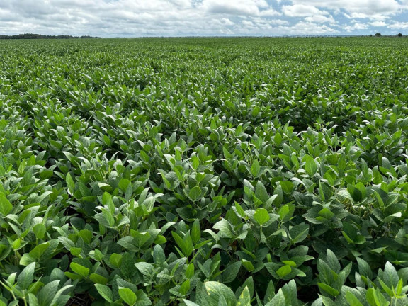 Imagem Fazenda à Venda, 9.700 m² em Rural - Pontes E Lacerda Imagem Fazenda à Venda, 9.700 m² em Rural - Pontes E Lacerda