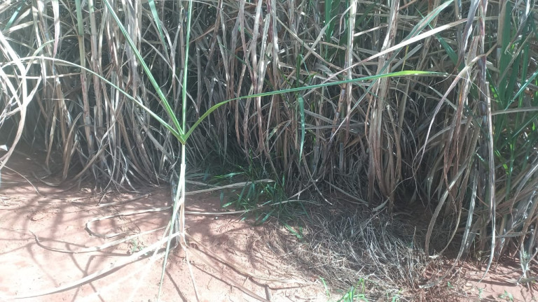 Imagem Imóvel à Venda, 30 m² em Area Rural De Gurinhata - Gurinhata Imagem Imóvel à Venda, 30 m² em Area Rural De Gurinhata - Gurinhata