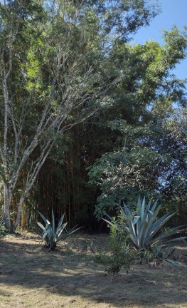 Imagem Chácara à Venda, 20.000 m² em Itapuã - Viamão Imagem Chácara à Venda, 20.000 m² em Itapuã - Viamão