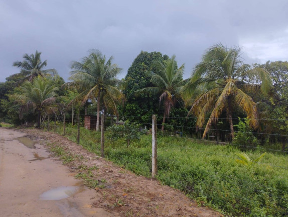 Imagem Chácara com 3 Quartos à Venda, 6.000 m² em Conde