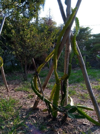 Imagem Chácara com 2 Quartos para Alugar ou Temporada, 1.512 m² em Jardim Tarantela - Jundiaí Imagem Chácara com 2 Quartos para Alugar ou Temporada, 1.512 m² em Jardim Tarantela - Jundiaí