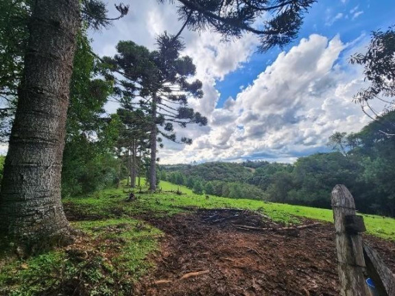 Imagem Imóvel com 3 Quartos à Venda, 51.000 m² em Campo Largo Da Roseira - São José Dos Pinhais