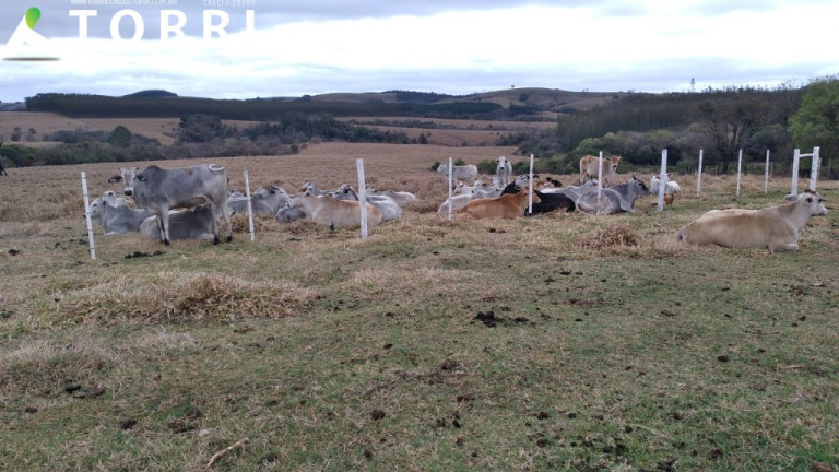 Imagem Imóvel com 1 Quarto à Venda, 1.137.400 m² em Centro - Paranapanema