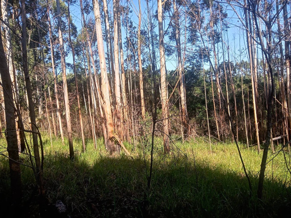Imagem Chácara à Venda, 29.000 m² em Pimenta - Viamão Imagem Chácara à Venda, 29.000 m² em Pimenta - Viamão