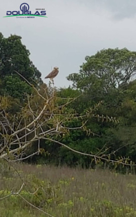 Imagem Chácara à Venda, em Viamão Imagem Chácara à Venda, em Viamão