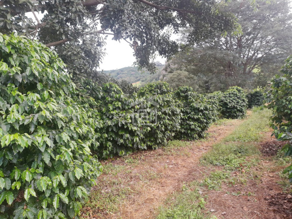 Imagem Imóvel à Venda, 30.000 m² em Conceição (rural) - Palmeiral Imagem Imóvel à Venda, 30.000 m² em Conceição (rural) - Palmeiral