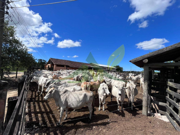Imagem Fazenda à Venda, 1.258.400 m² em Centro - Araruama Imagem Fazenda à Venda, 1.258.400 m² em Centro - Araruama