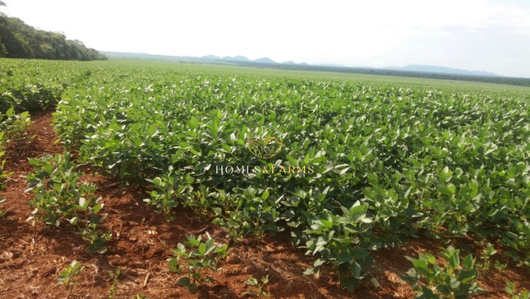 Imagem Imóvel com 3 Quartos à Venda, 57.000 m² em Zona Rural - Santana Do Araguaia Imagem Imóvel com 3 Quartos à Venda, 57.000 m² em Zona Rural - Santana Do Araguaia
