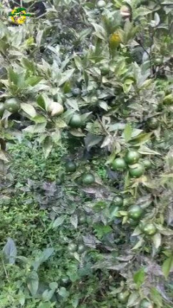 Imagem Terreno à Venda, 2 m² em Mantiqueira - Mairiporã Imagem Terreno à Venda, 2 m² em Mantiqueira - Mairiporã