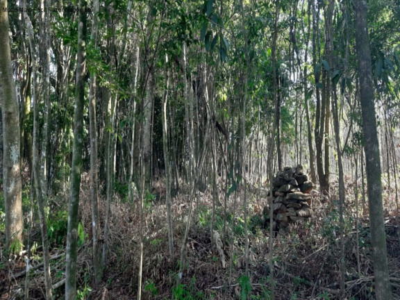 Imagem Terreno à Venda, 13.823 m² em Linha Olinda - Nova Petrópolis Imagem Terreno à Venda, 13.823 m² em Linha Olinda - Nova Petrópolis