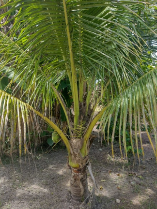 Imagem Fazenda à Venda, em Rio Das Pedras - Paranagua Imagem Fazenda à Venda, em Rio Das Pedras - Paranagua