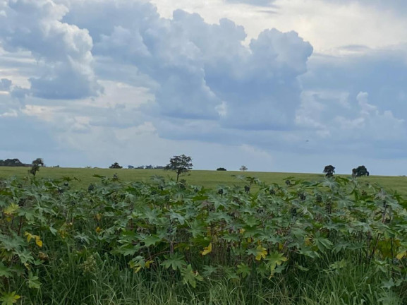 Imagem Fazenda à Venda, 532 m² em Rural - Jales Imagem Fazenda à Venda, 532 m² em Rural - Jales