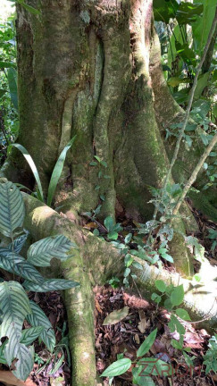 Imagem Fazenda à Venda, 5 m² em área Rural De Lorena - Lorena
