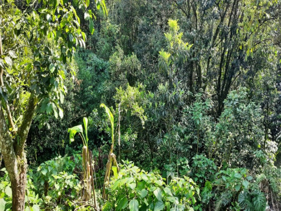 Imagem Terreno à Venda, 160 m² em Bavária - Nova Petrópolis Imagem Terreno à Venda, 160 m² em Bavária - Nova Petrópolis