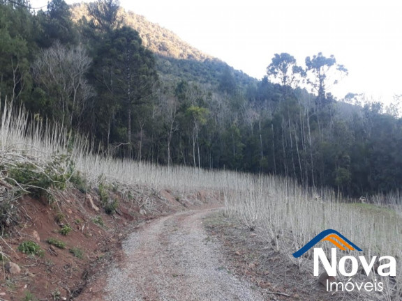 Imagem Imóvel à Venda, 60.000 m² em Linha Riachuelo - Nova Petrópolis