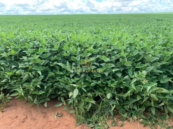 Imagem Imóvel com 3 Quartos à Venda, 16.943 m² em Zona Rural - Primavera Do Leste Imagem Imóvel com 3 Quartos à Venda, 16.943 m² em Zona Rural - Primavera Do Leste