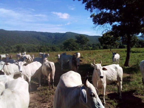Fazenda à Venda, 200 m² em Centro - Acorizal