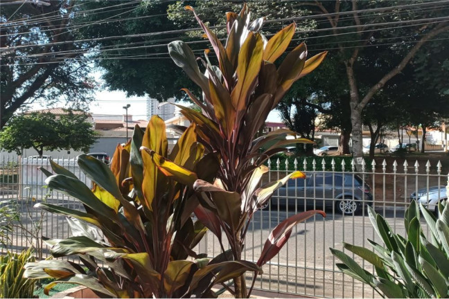 Imagem Imóvel com 3 Quartos à Venda,  em Vila Cruzeiro - São Paulo