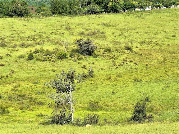 Imagem Chácara à Venda, 140.000 m² em Morungava - Gravataí Imagem Chácara à Venda, 140.000 m² em Morungava - Gravataí