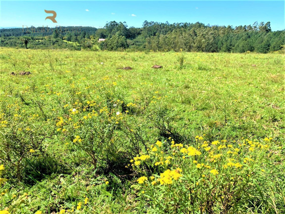 Imagem Chácara à Venda, 5.000 m² em Fiuza - Viamão Imagem Chácara à Venda, 5.000 m² em Fiuza - Viamão