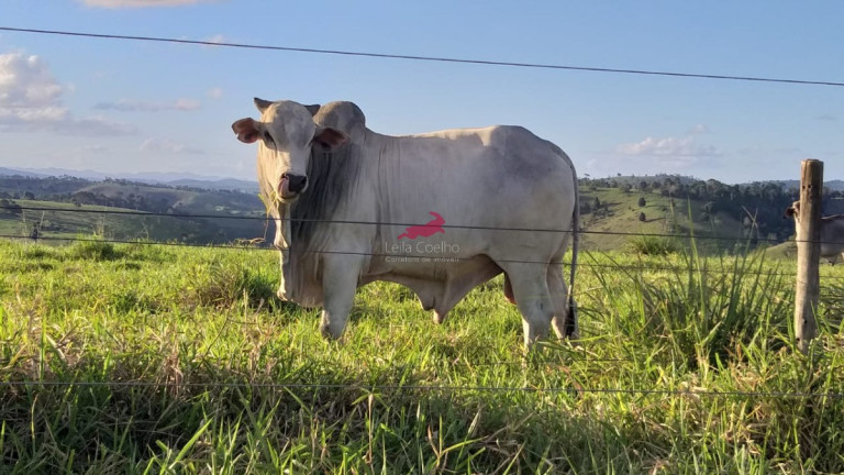 Imagem Fazenda à Venda, 968 m² em Centro - Palmópolis
