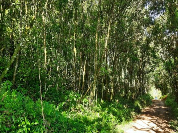 Imagem Terreno à Venda, 3 m² em São Jacó - Nova Petrópolis Imagem Terreno à Venda, 3 m² em São Jacó - Nova Petrópolis